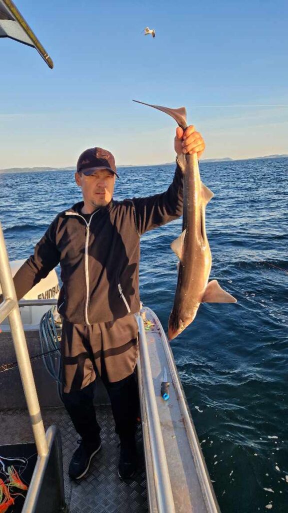 Angler holding a shark caught in Nedstrandsfjorden, Norway, before releasing it back into the fjord