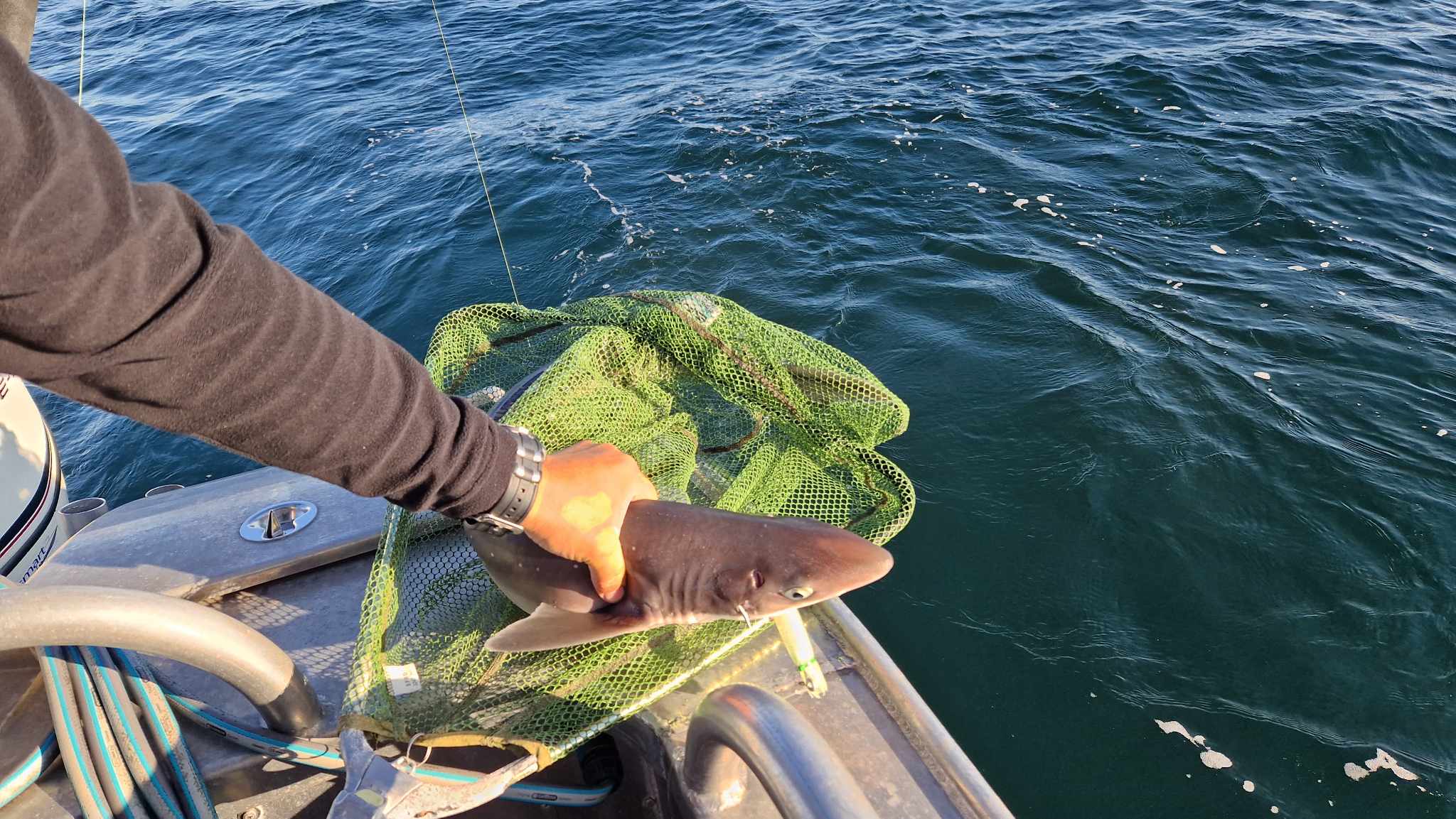 Grönlandhai im Nedstrandsfjord in Norwegen gefangen